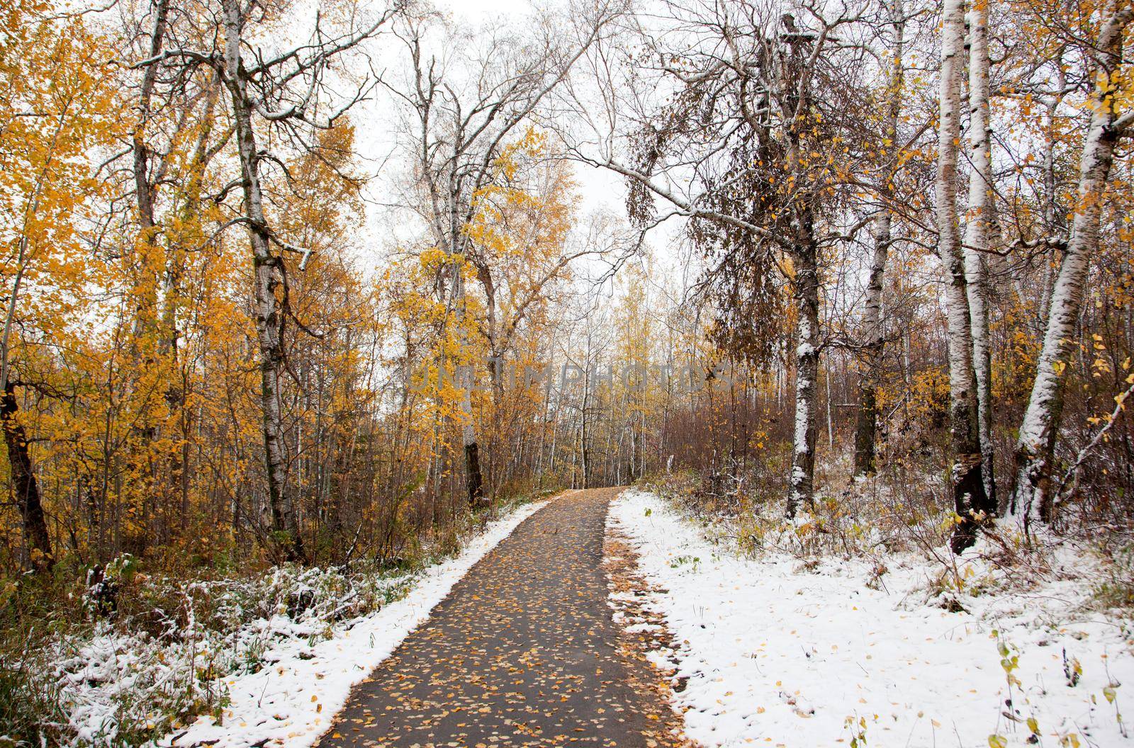  a canadian forest with paved walkway and autumn trees and snow