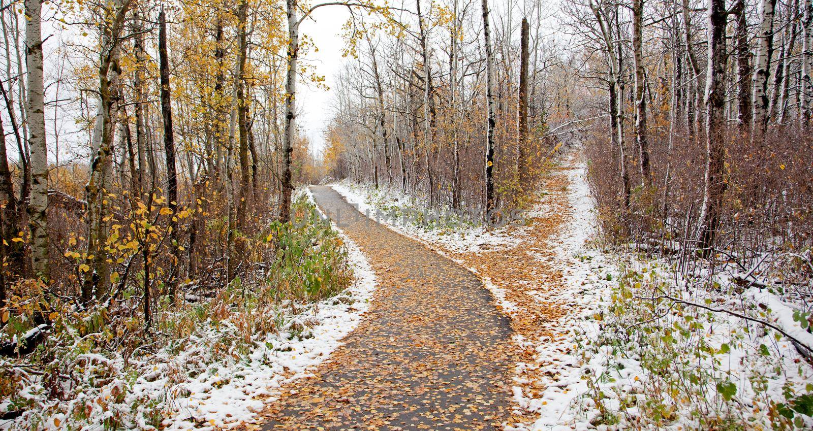  a snowy winter path with a fork in the road, with autumn leaves in Canada