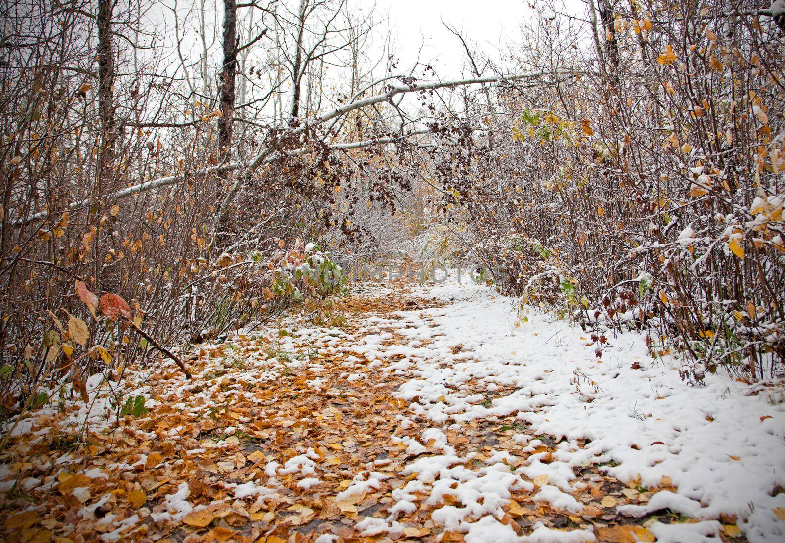 a snow covered tree bends over a forest walkway