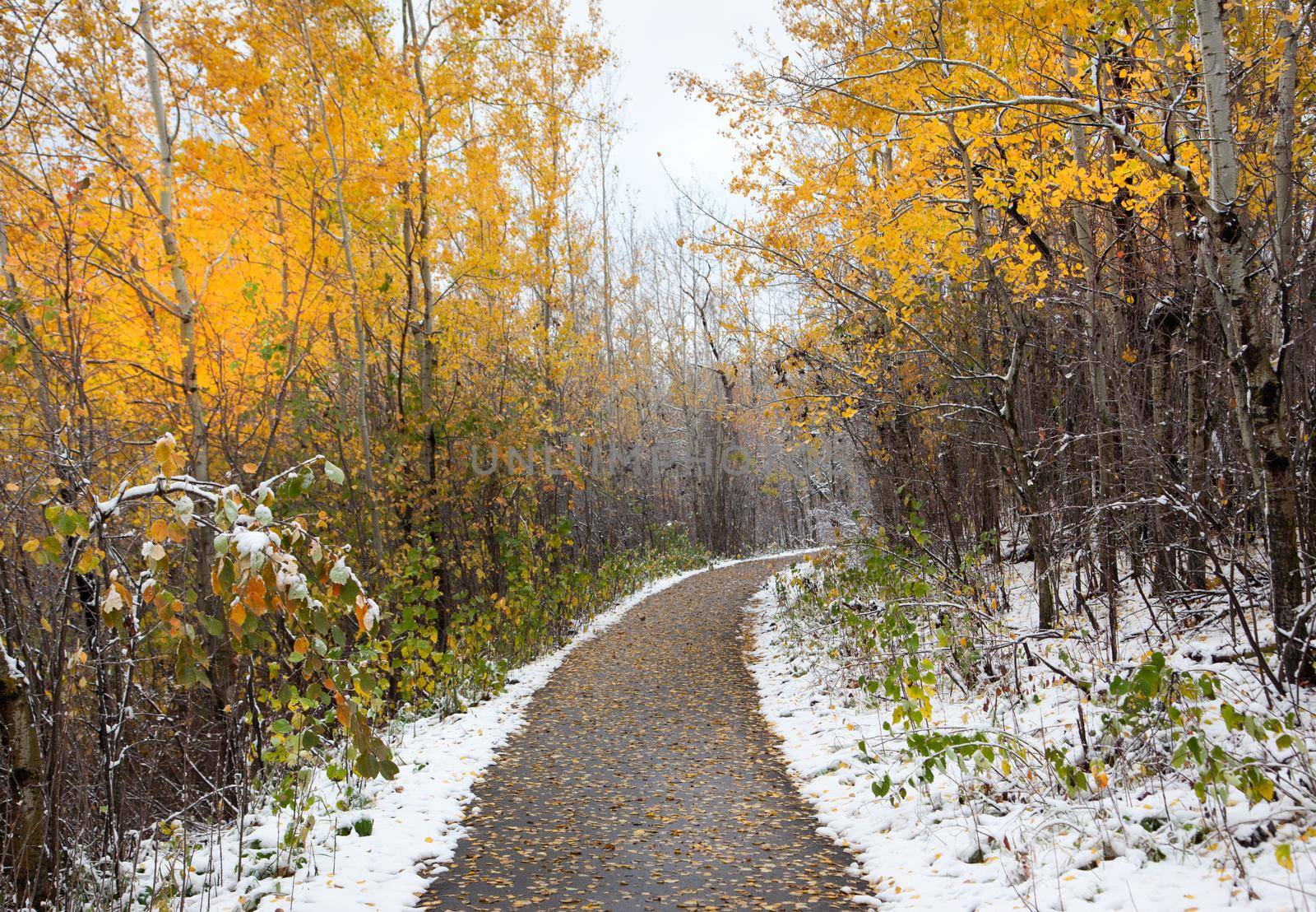 a paved pathway with yellow autumn trees and fresh snowfall 