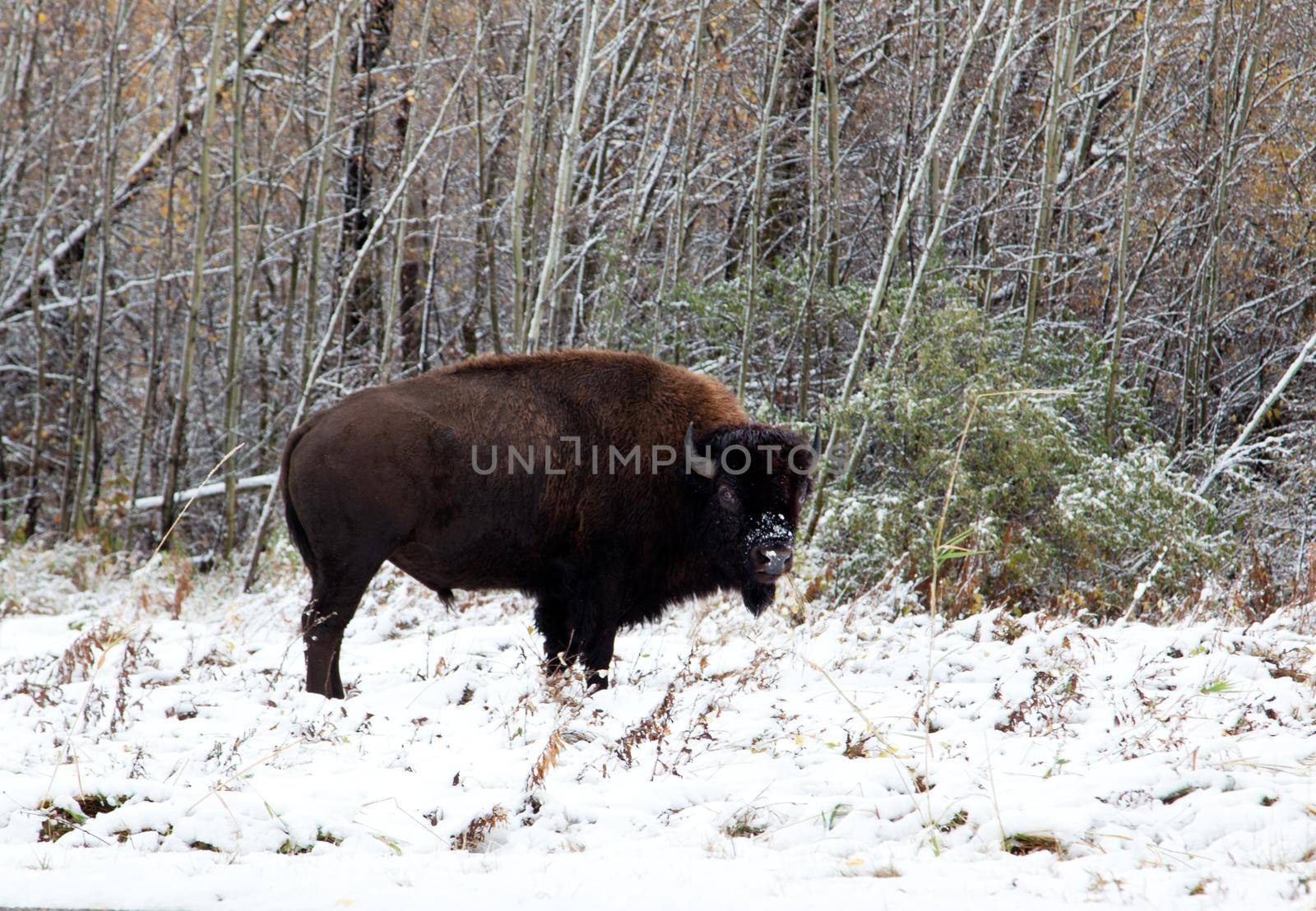  a brown bison in the winter stares at the camera with snow on its nose