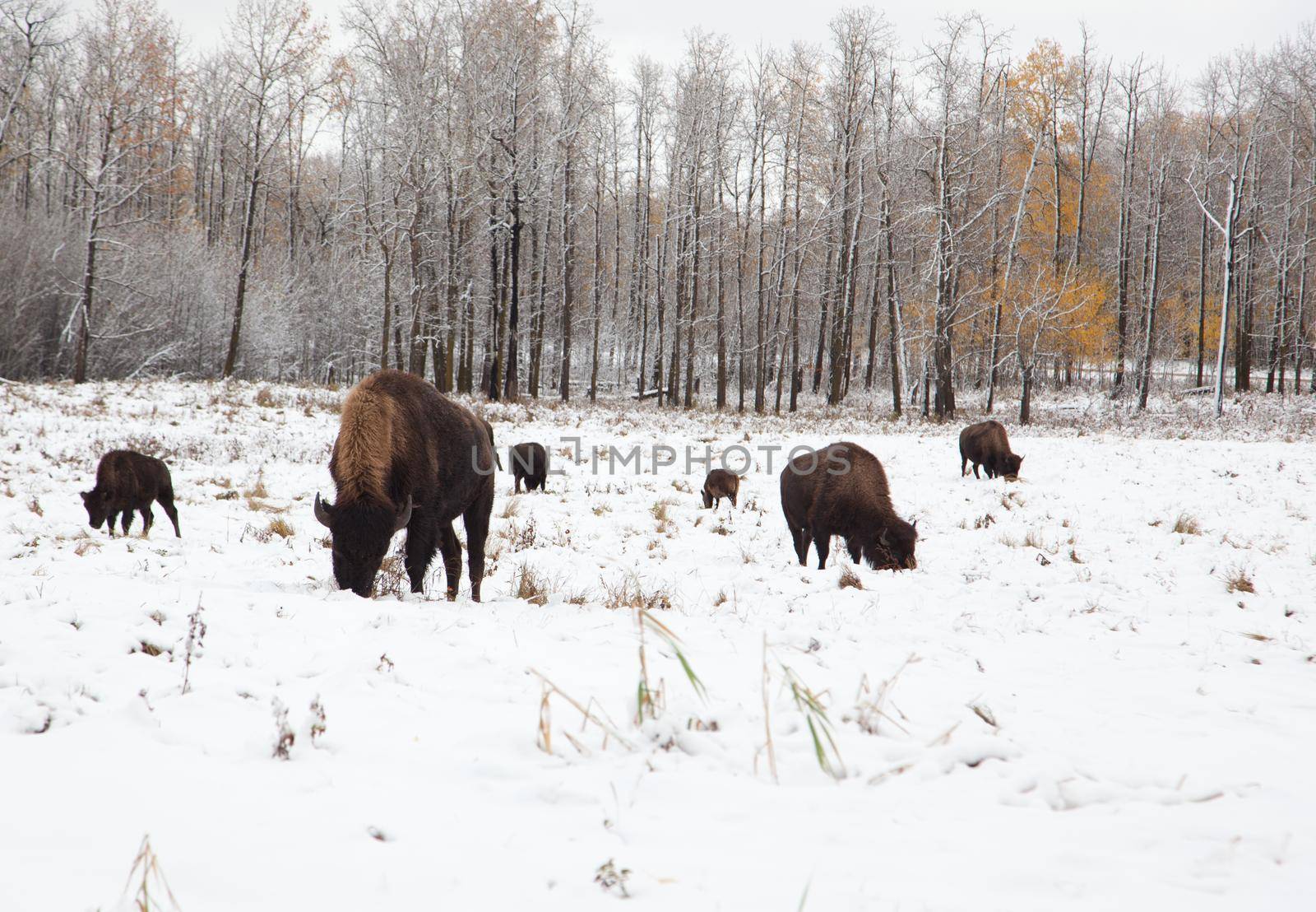 herd of bison on a snowy plain  by rustycanuck