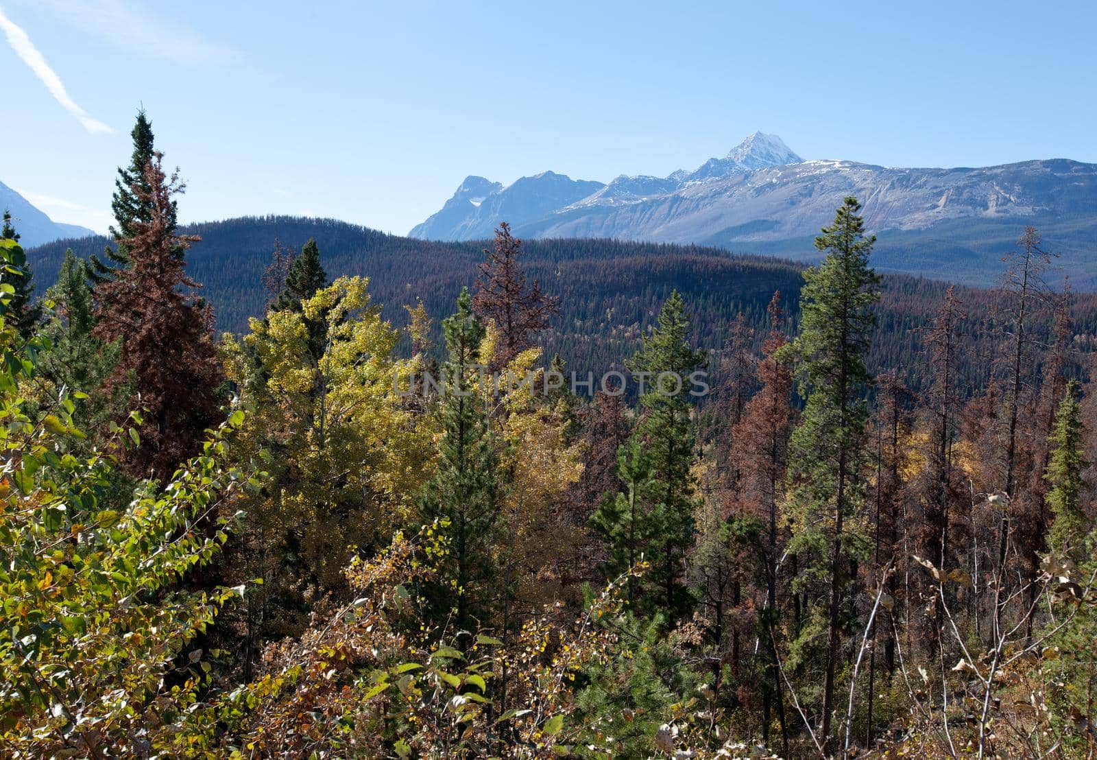 autumn view of Athabasca Pass by rustycanuck