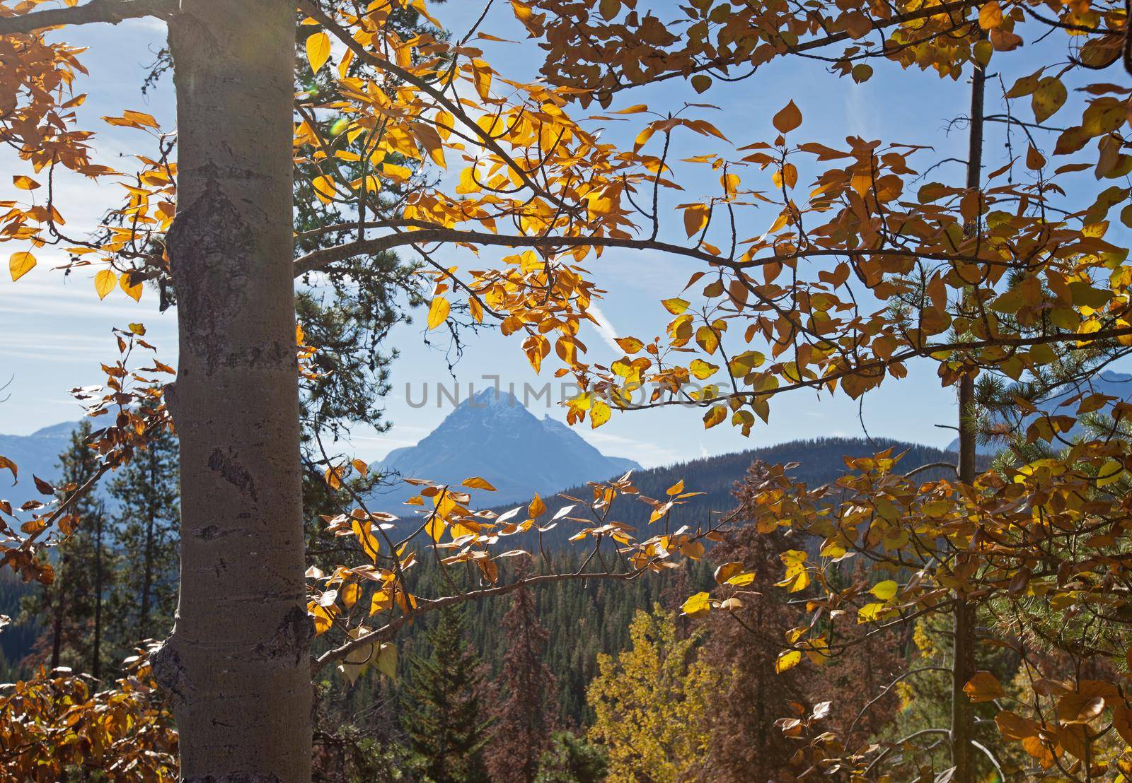 Edith Cavell Mountain and Athabasca pass framed through autumn yellow trees in Canada 