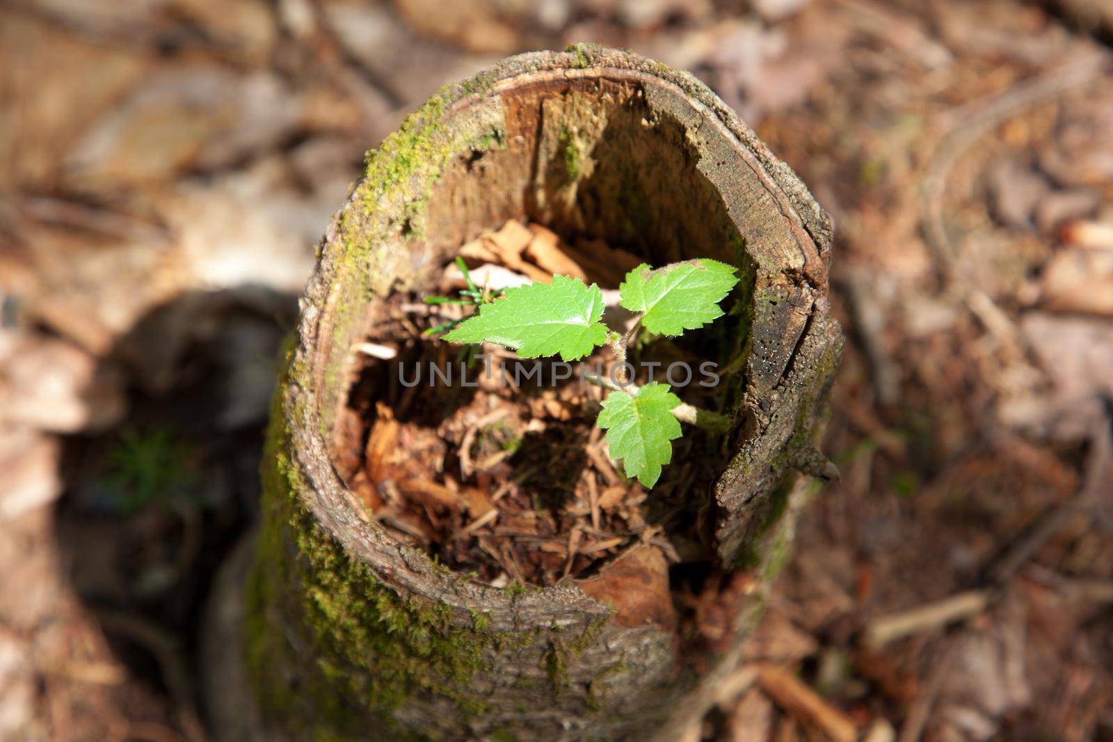 Tiny tree sprouting  by rustycanuck