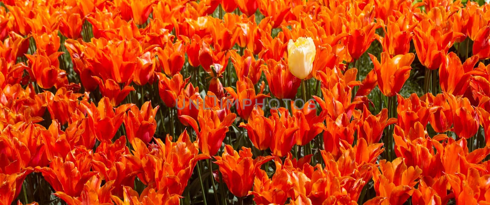 Blooming tulip flowers in spring as  floral background by berkay