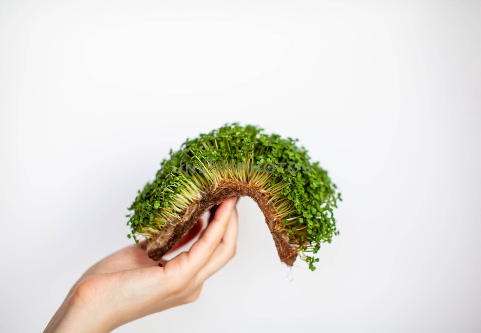 Micro-greens of mustard, arugula and other plants in a woman's hand. Growing mustard sprouts in close-up at home. The concept of vegan and healthy food. Sprouted seeds, micro-greens