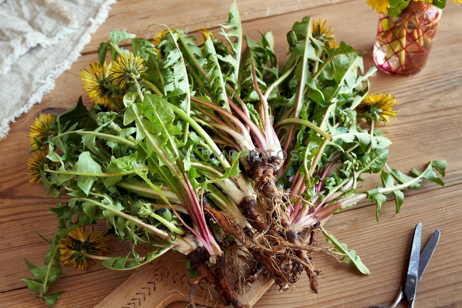 Fresh dandelion plants with roots collected in spring