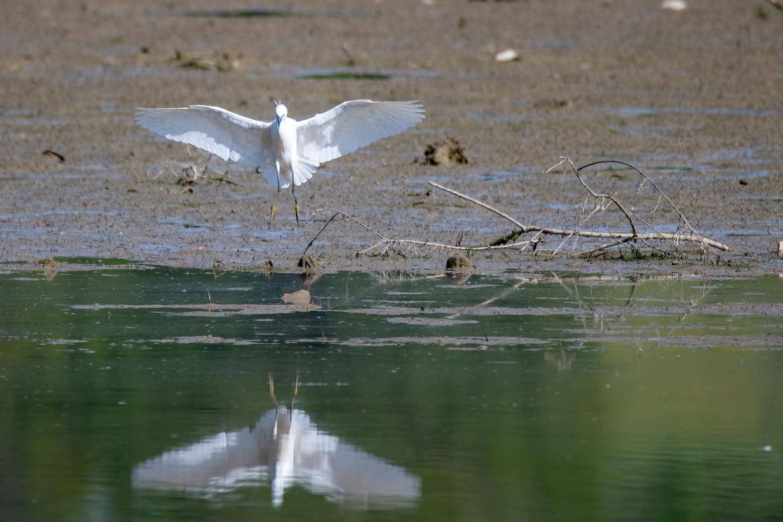 white egret bird on the lake by carfedeph