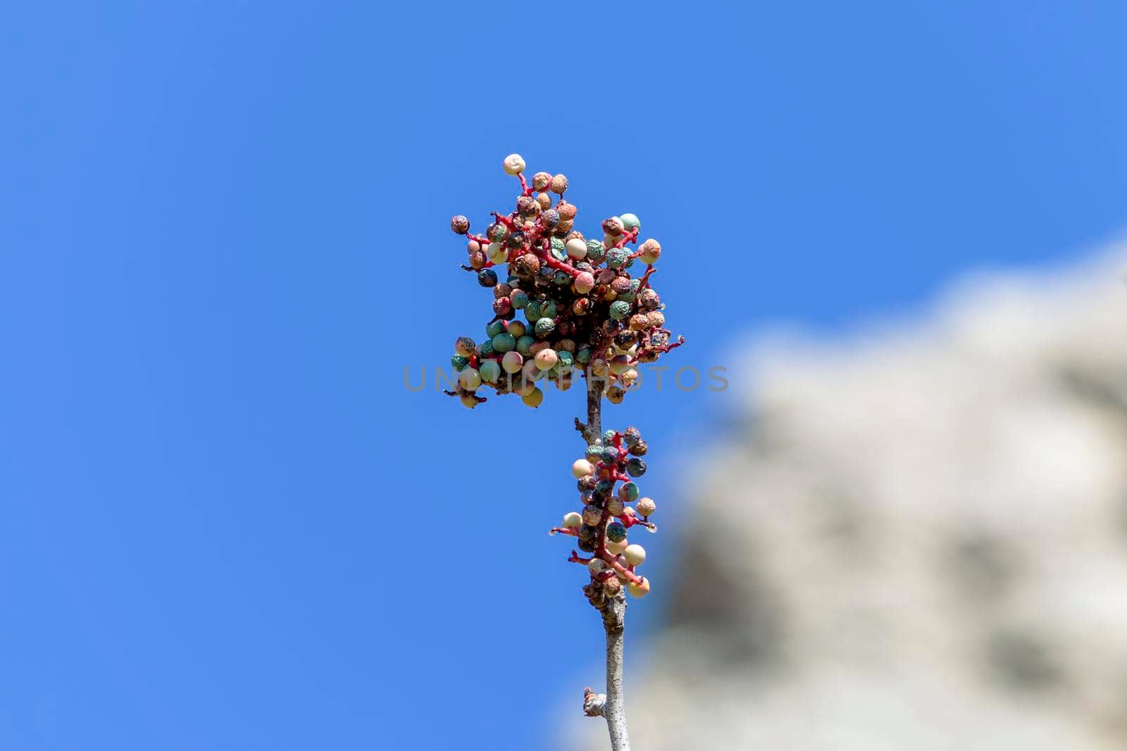 Juniper Berries against the sky and the rock. by Essffes