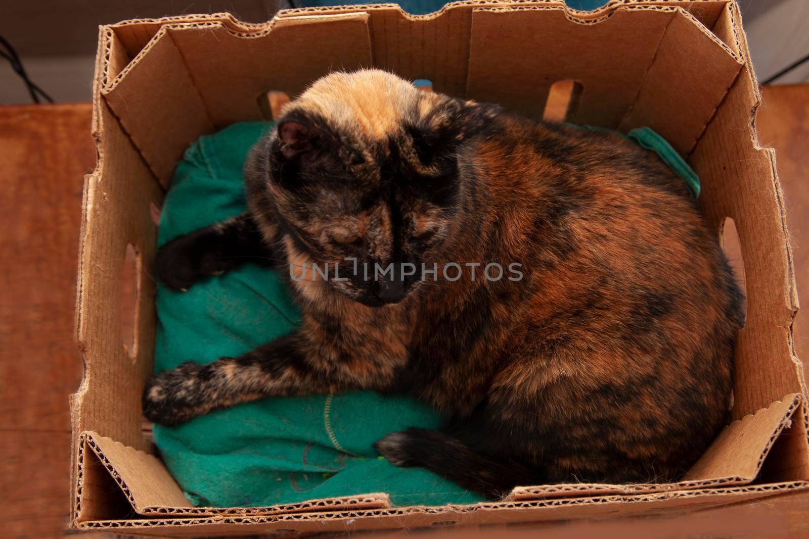if it fits, i sits says black and orange cat in a cardboard box 