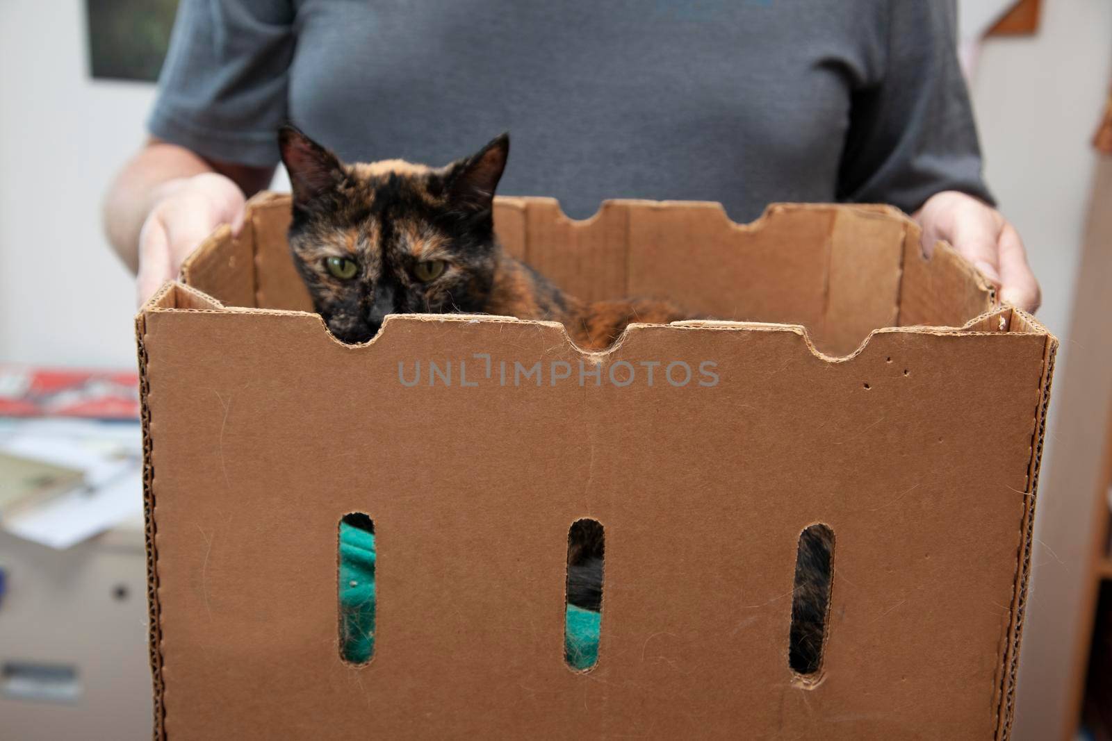 spoiled cat gets carried around in a box by rustycanuck