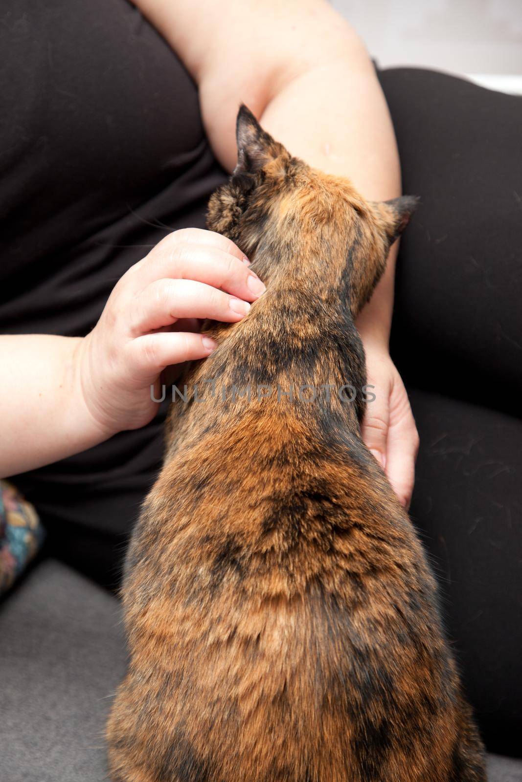 Close view of a tortoise shell cat getting petting by it's owner 																								