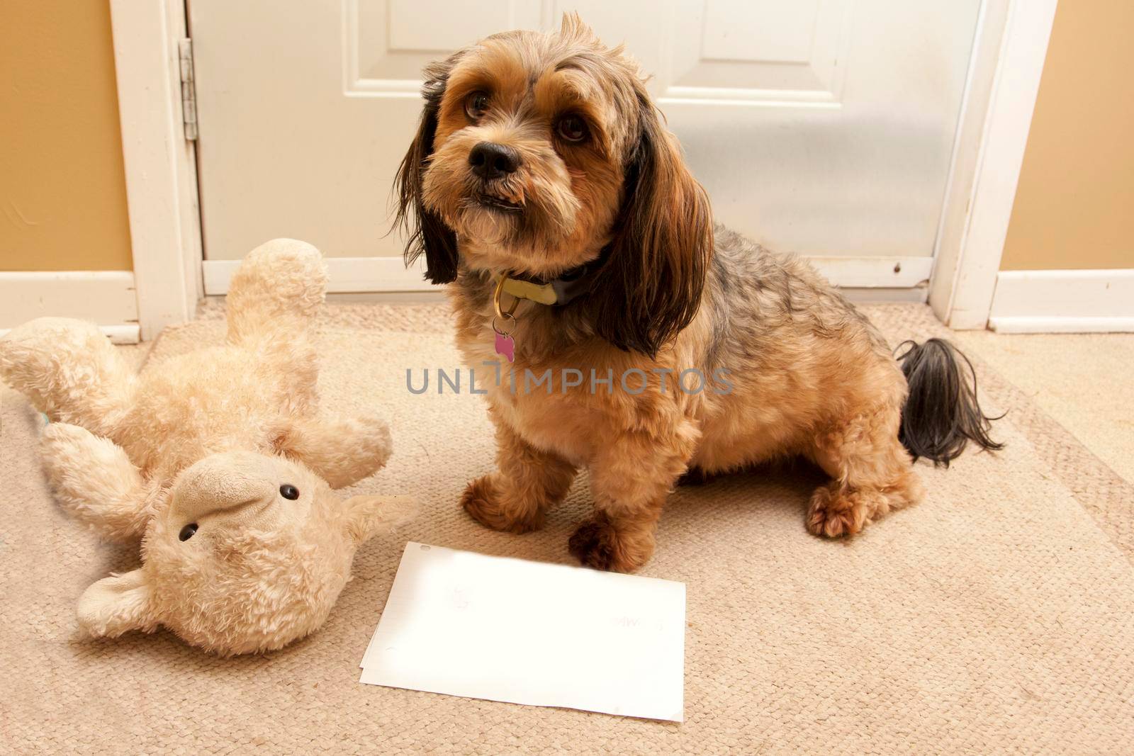 An adorable brown lhasa apso dog with a stuffed toy sits at the door with a blank piece of paper and copy space 