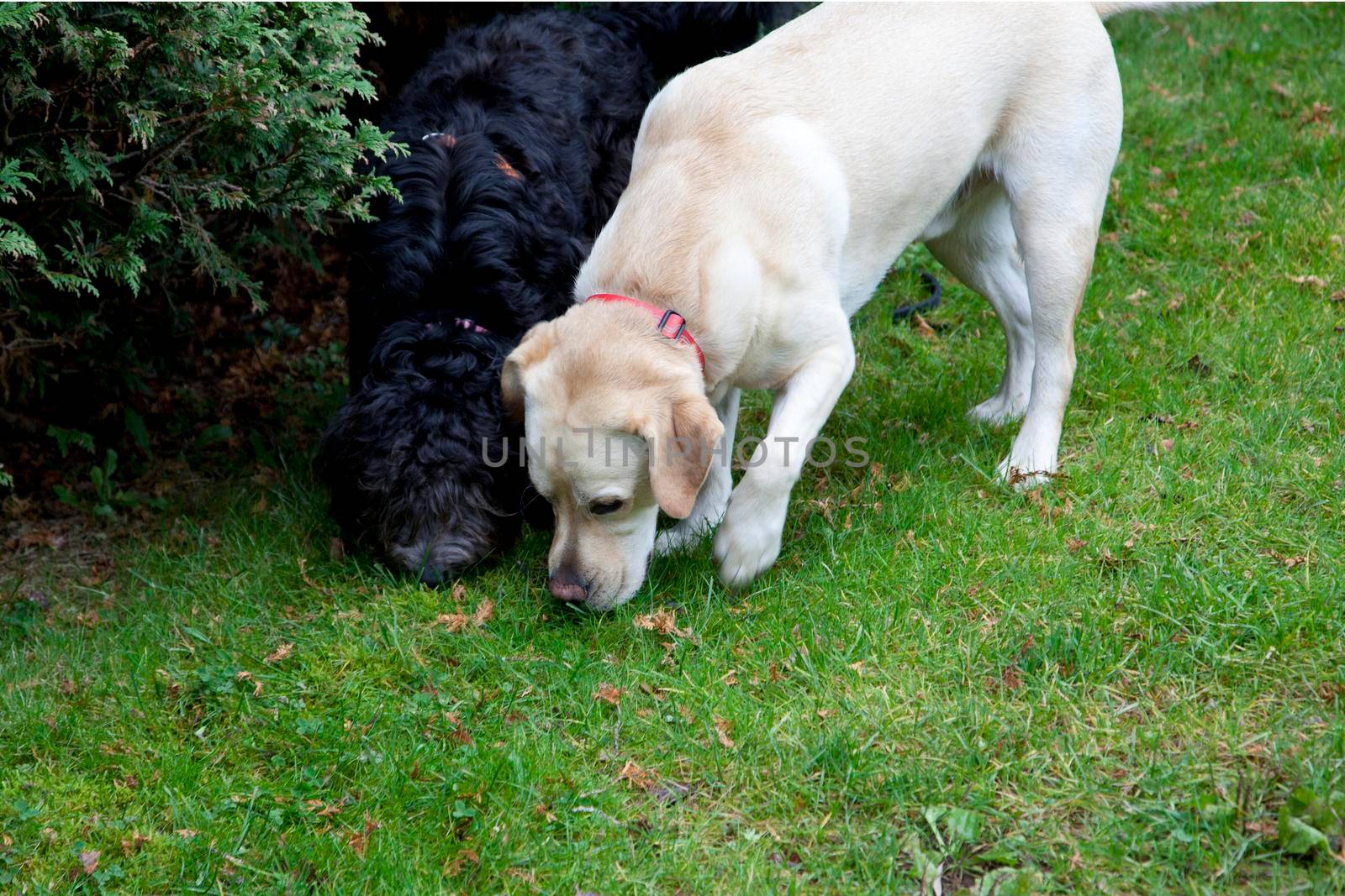 Two dogs snuffling in the grass  by rustycanuck