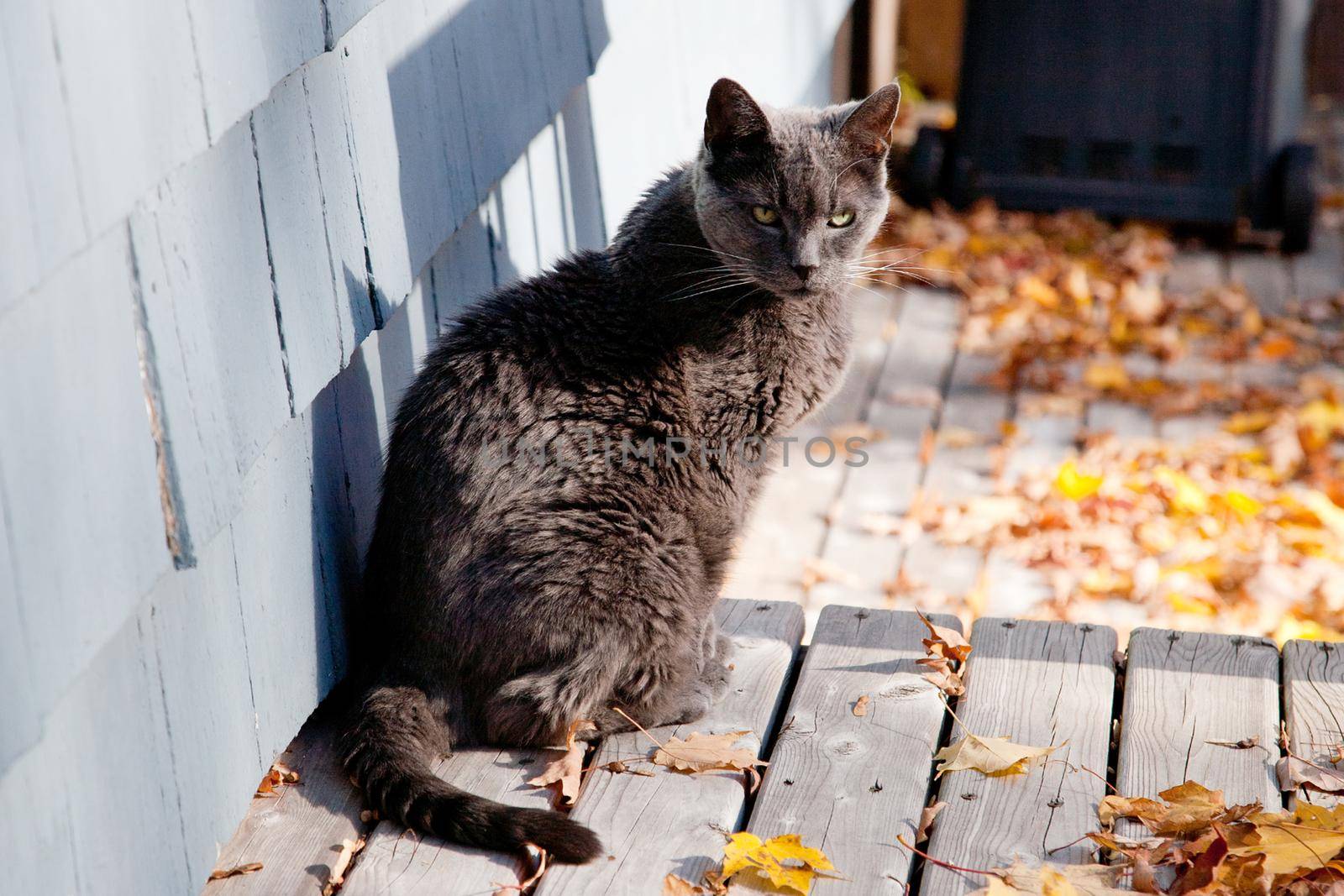 A soot colored grey cat sits on the porch in the autumn leaves and sun 
