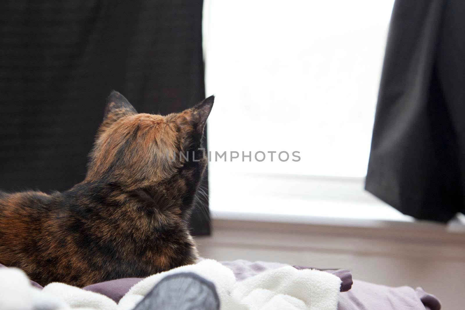  back of a cat's head looking out the window 