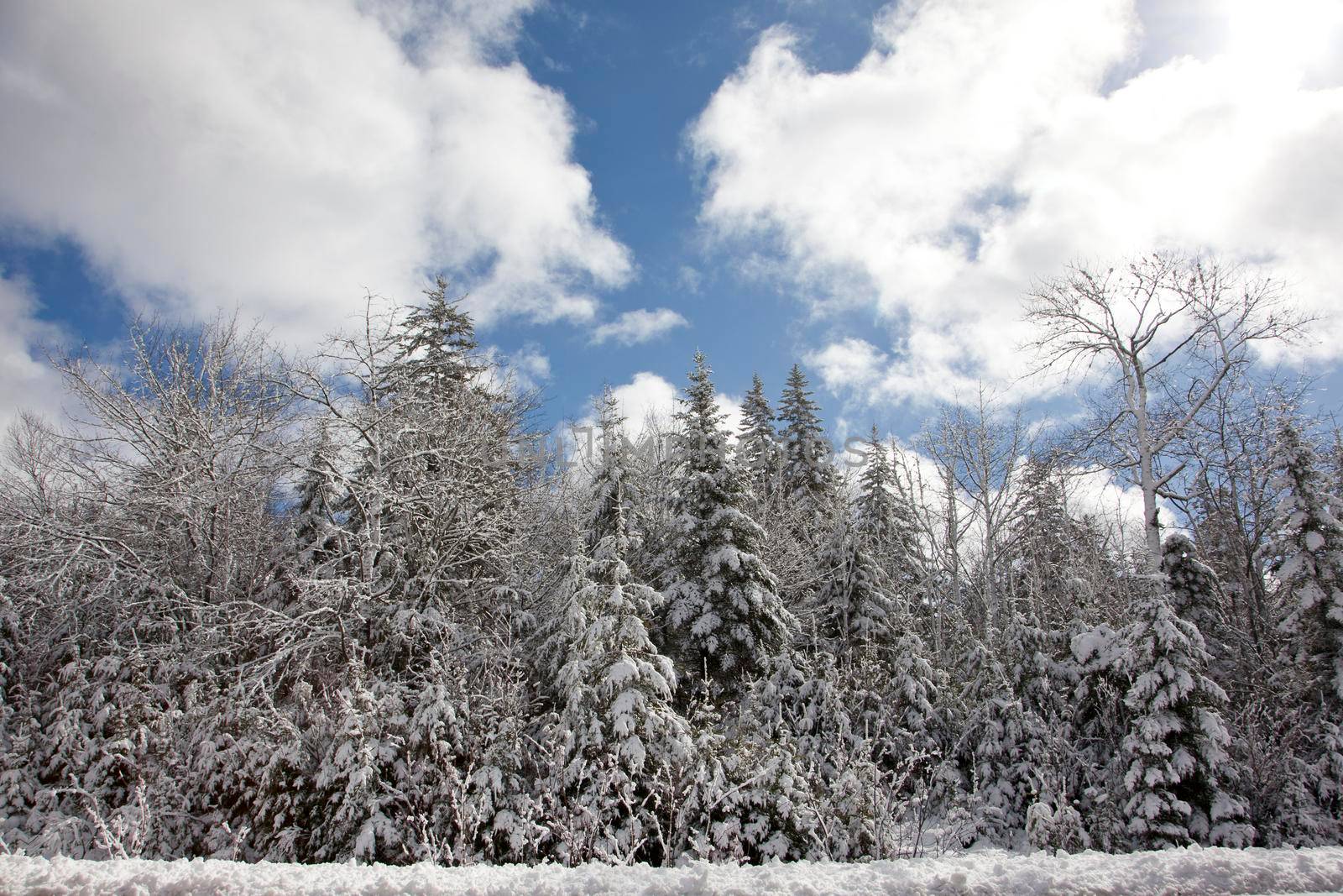  evergreen trees covered in perfect snow on a blue sky day 