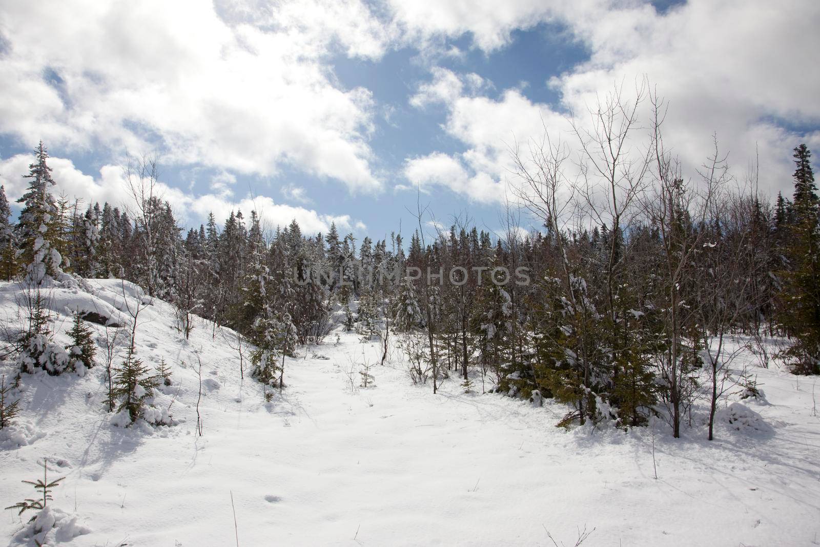  white snow covers the ground at the front of a woods 