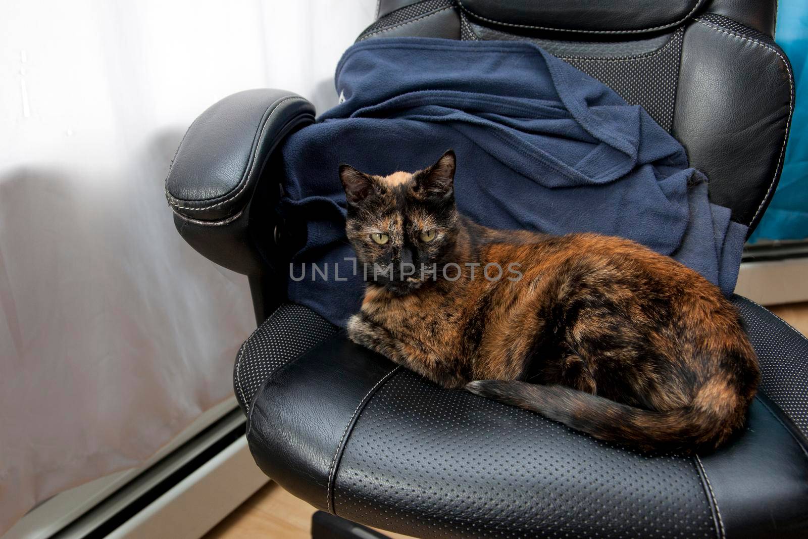 A beautiful black and orange cat sits comfortably in a leather chair at home