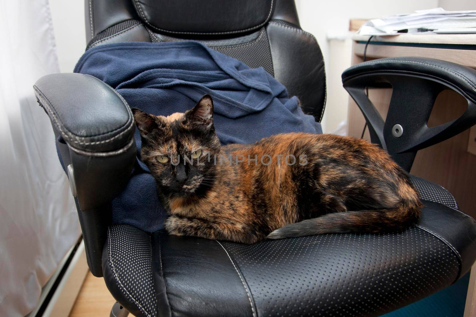 Cat in the office chair by rustycanuck