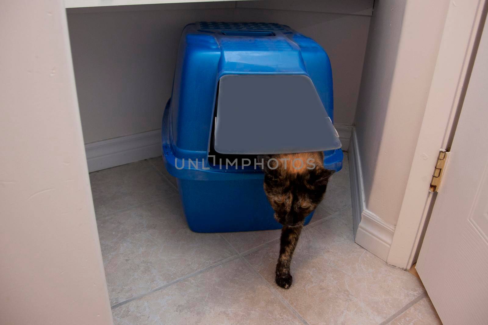 Cat exiting litter box  by rustycanuck