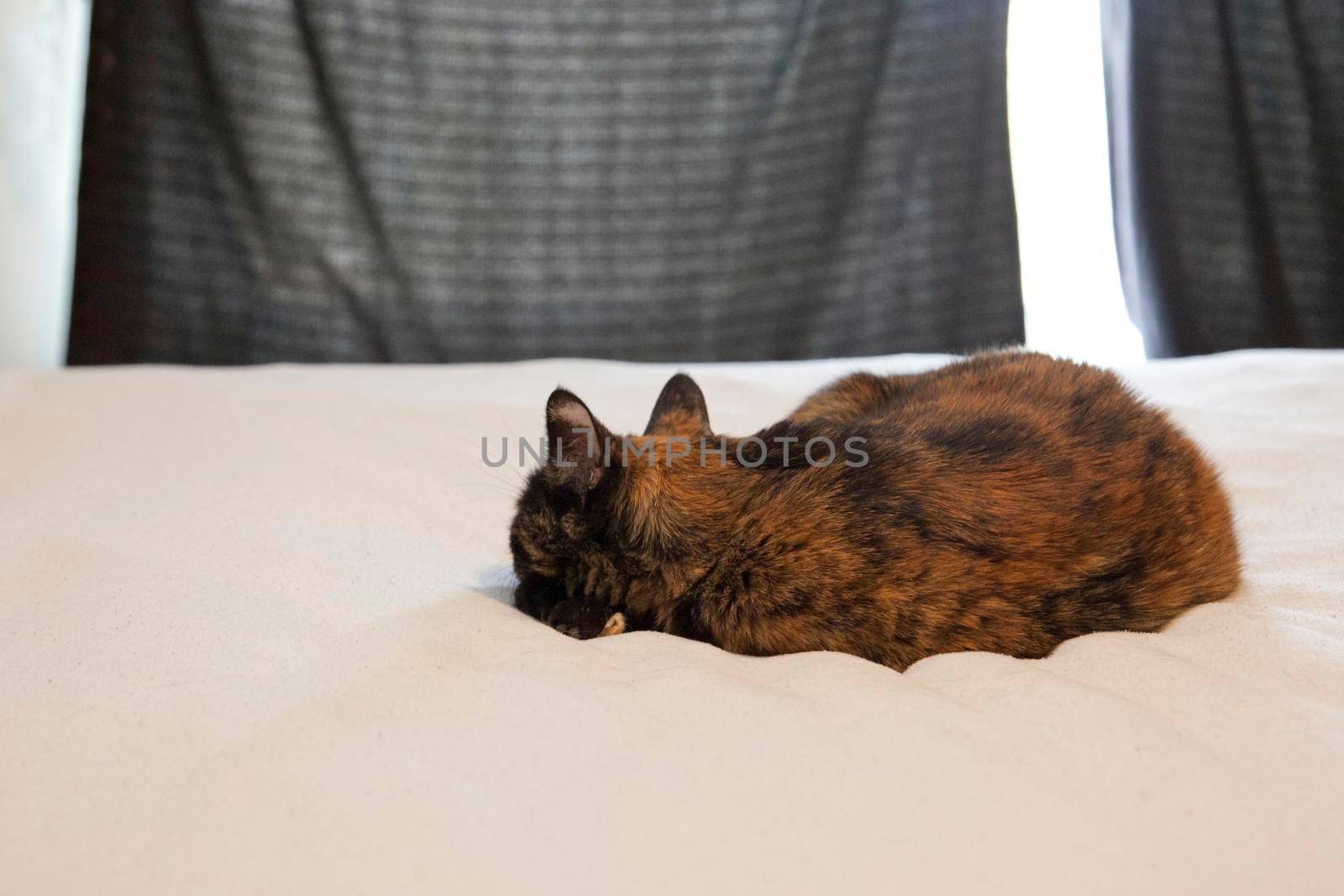 A lazy black and orange cat sleeps on the bed comfortably at home with its back to you