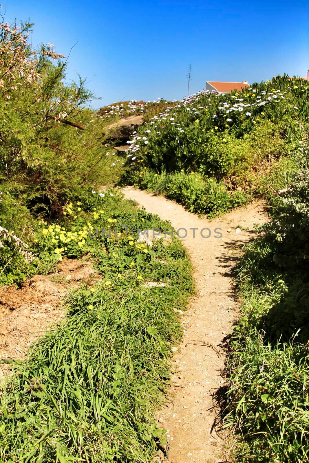 Path between green vegetation and flowers under blue sky in spring in Azenhas do Mar village, Lisbon, Portugal