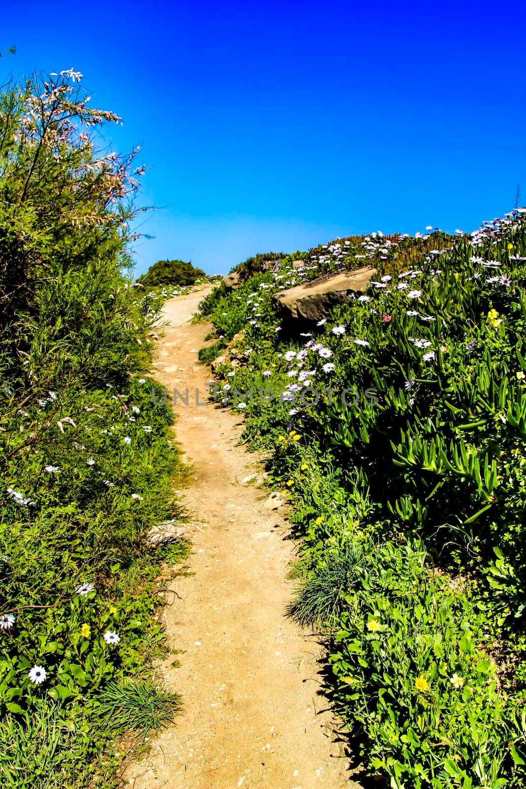 Path between green vegetation and flowers under blue sky in spring in Azenhas do Mar village, Lisbon, Portugal