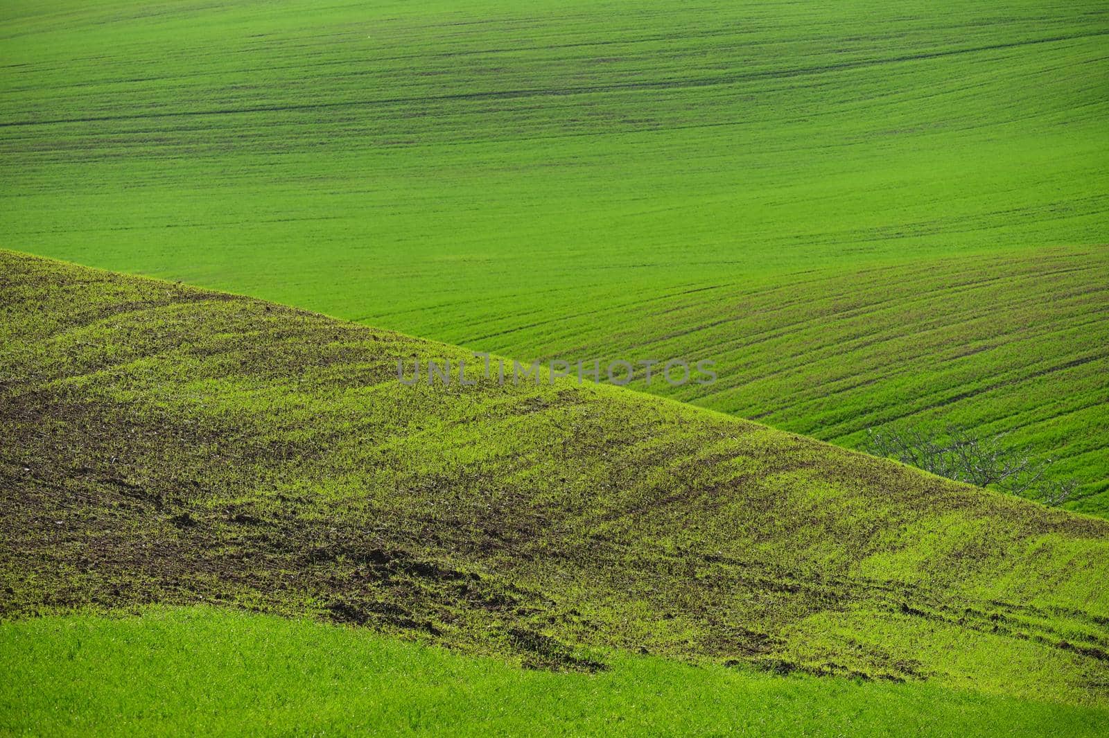 Beautiful spring landscape. Waves on the field - Moravian Tuscany Czech Republic. by Montypeter