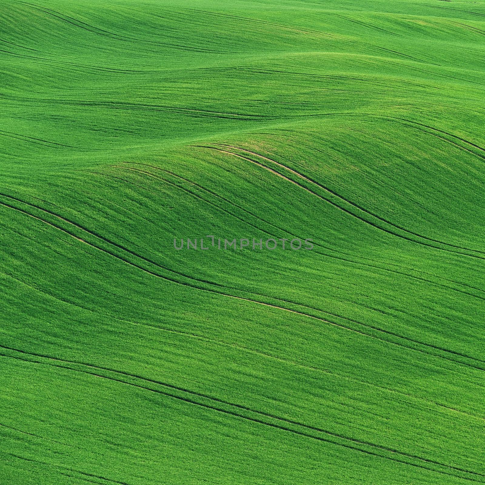 Beautiful spring landscape. Waves on the field - Moravian Tuscany Czech Republic. by Montypeter