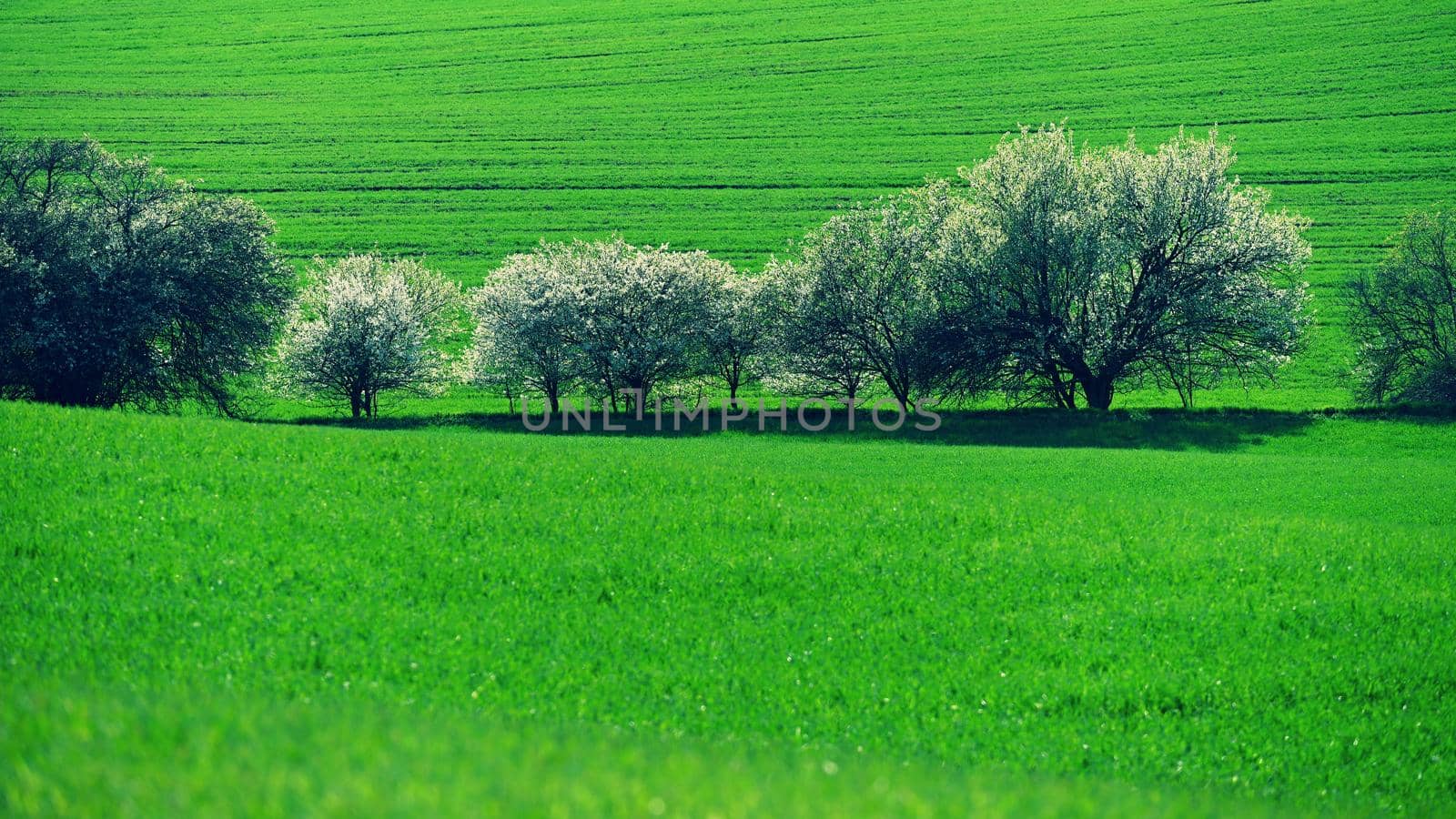 Beautiful spring landscape. Flowering trees on fields with waves - Moravian Tuscany Czech Republic. by Montypeter