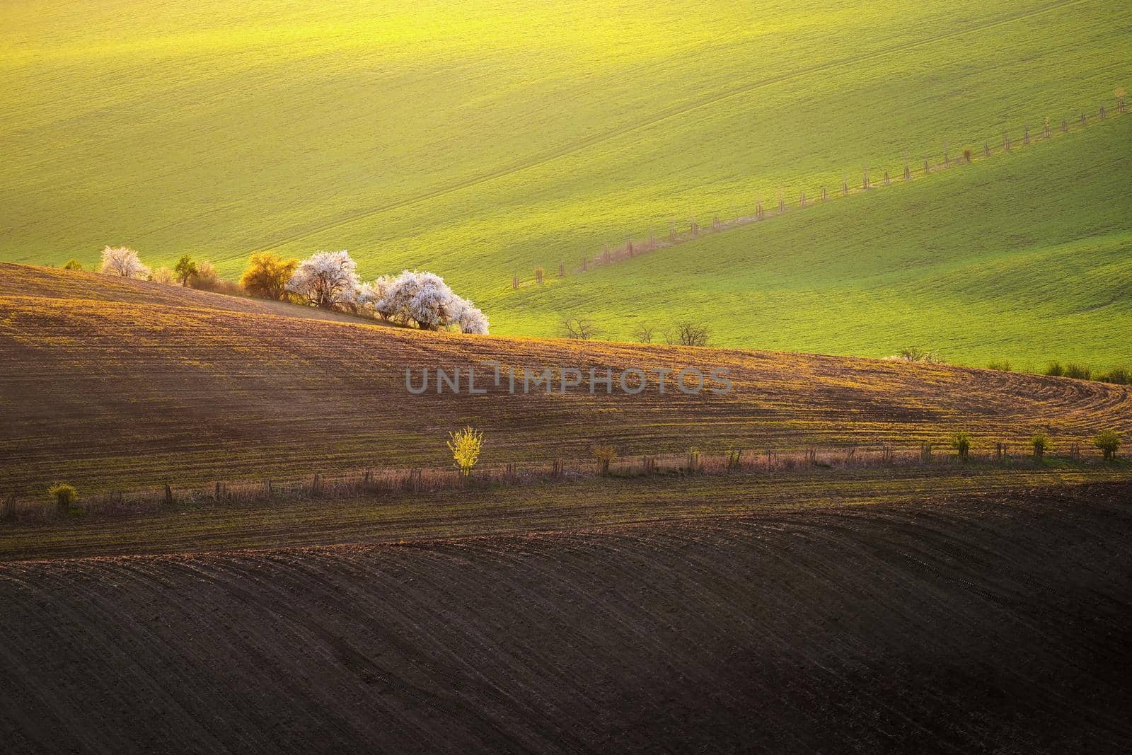 Beautiful spring landscape. Flowering trees on fields with waves - Moravian Tuscany Czech Republic. by Montypeter