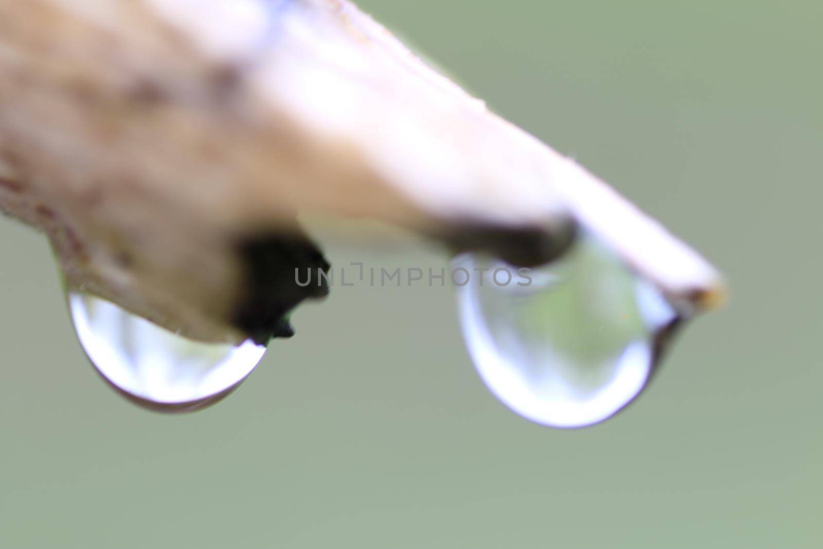 brown branch with water droplets hanging off close up. High quality photo