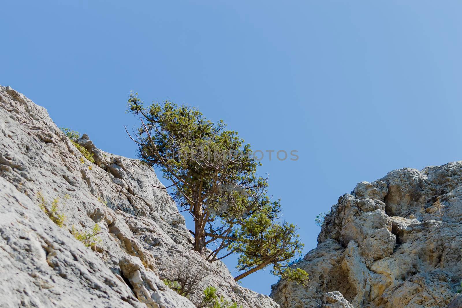 Crimean rocks and crimean pine tree. Sunny autumn day. Front view. by Essffes
