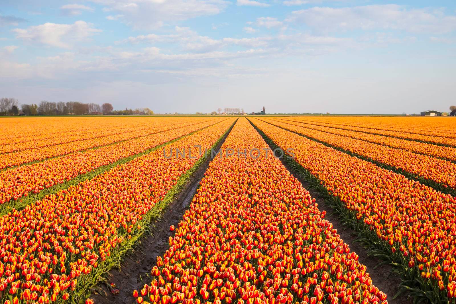 orange tulip fields in the Netherlands with a farm as background and clouds in the blue sky