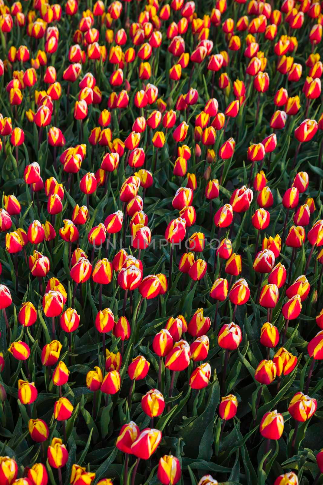 field full of red and white tulips with green leaves in a field in holland