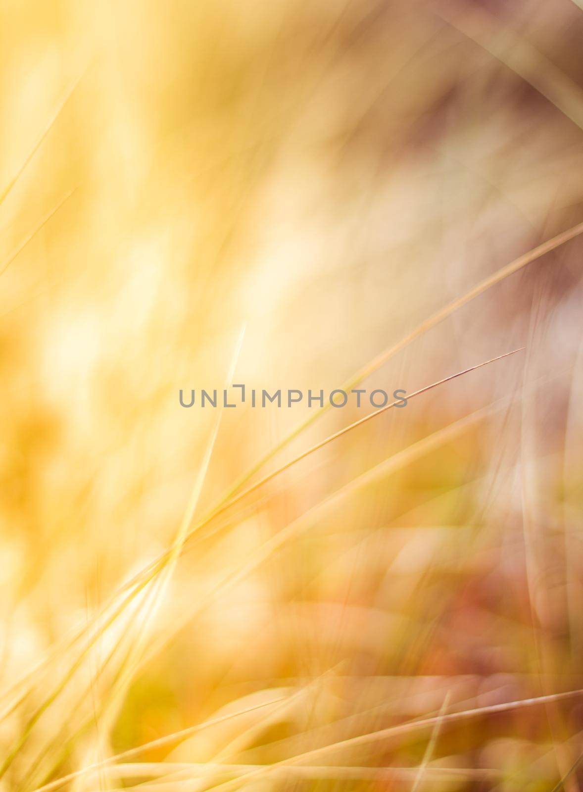 Sunshine over the summer field - beauty in nature, balanced lifestyle, environmental concept. Enjoying the sense of freedom