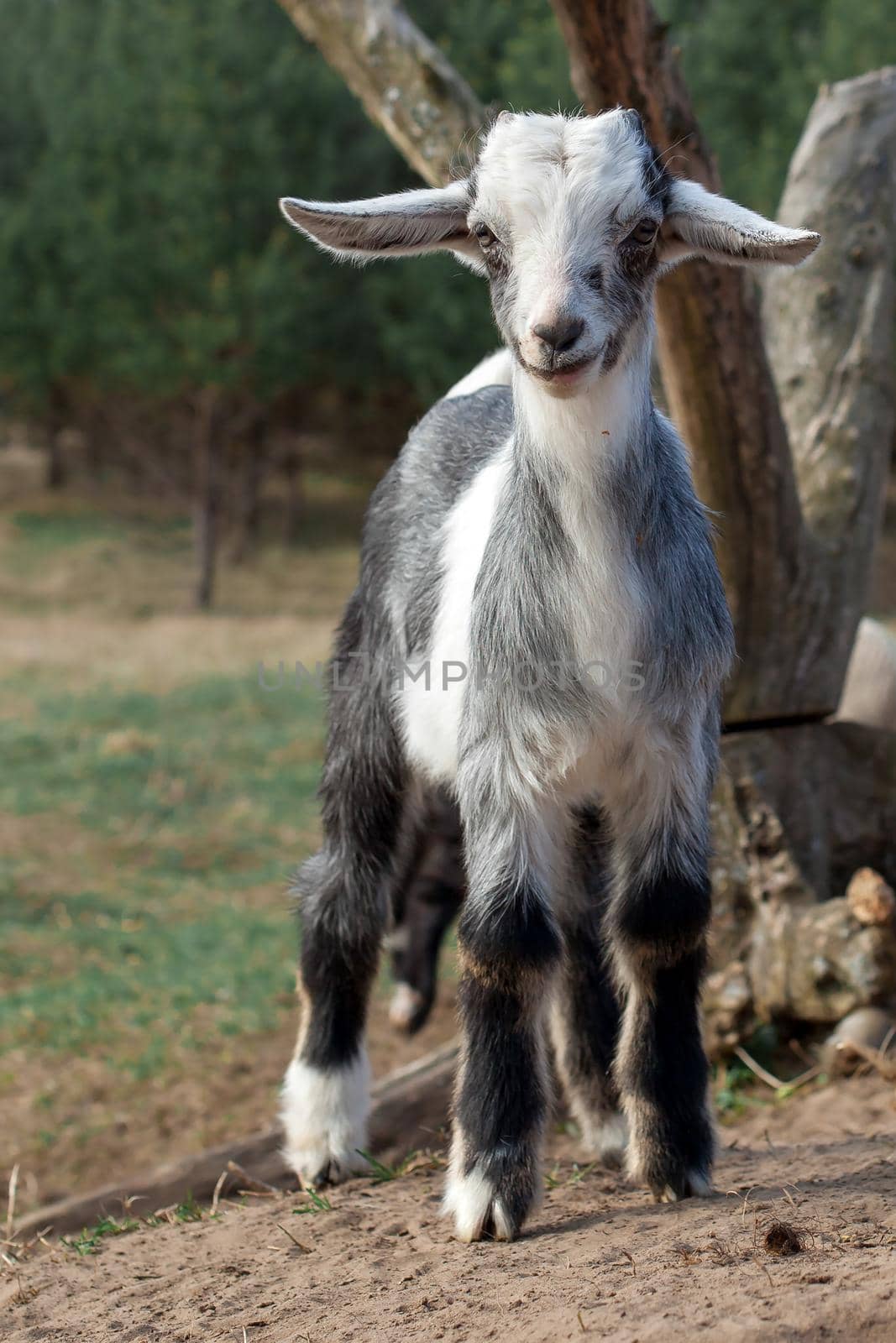 Portrait of Grey little goat with smile