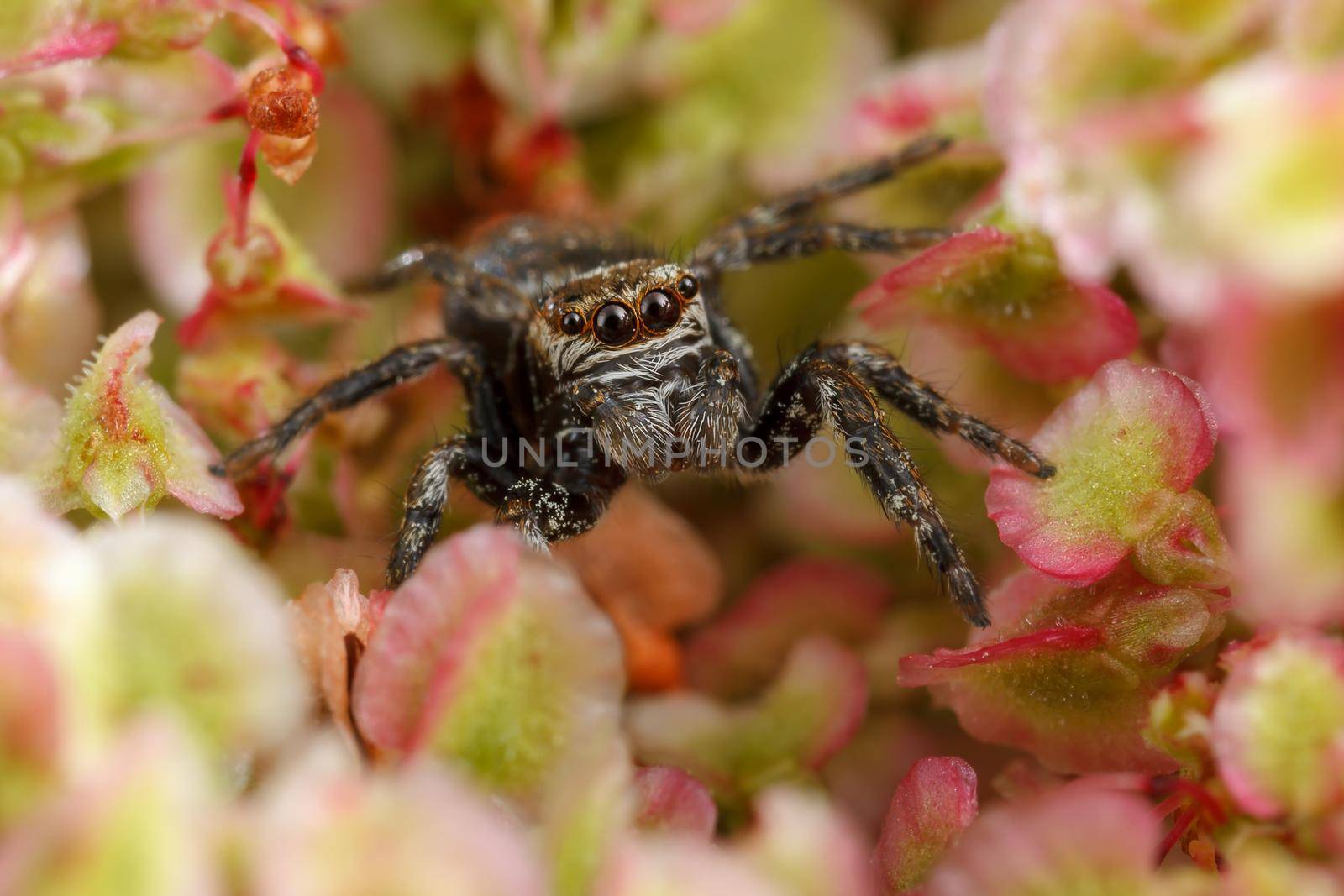 Jumping spider on the nice red and light green plant leaves by Lincikas