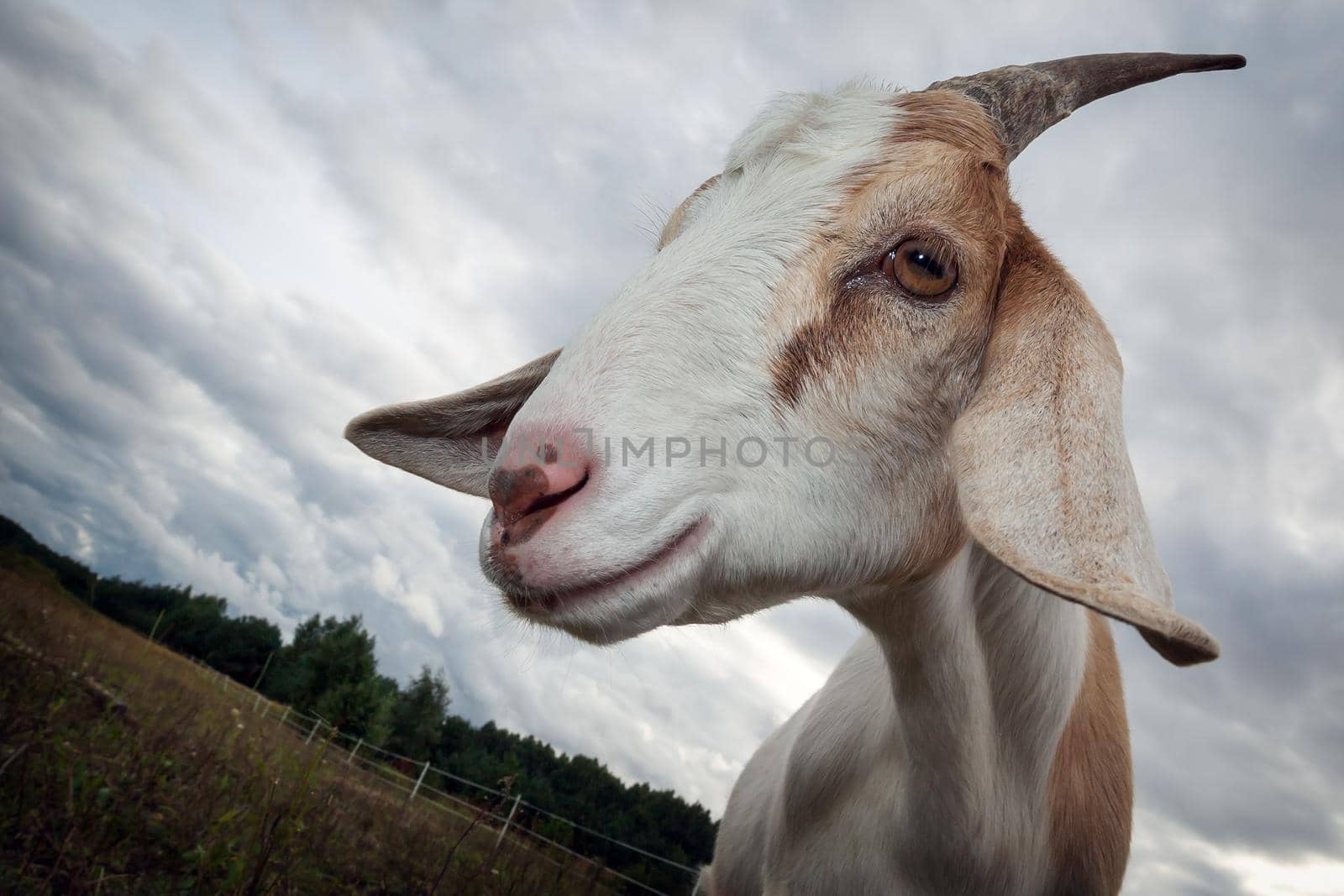 Nubian goat with horn photographed at a wide angle in the meadow