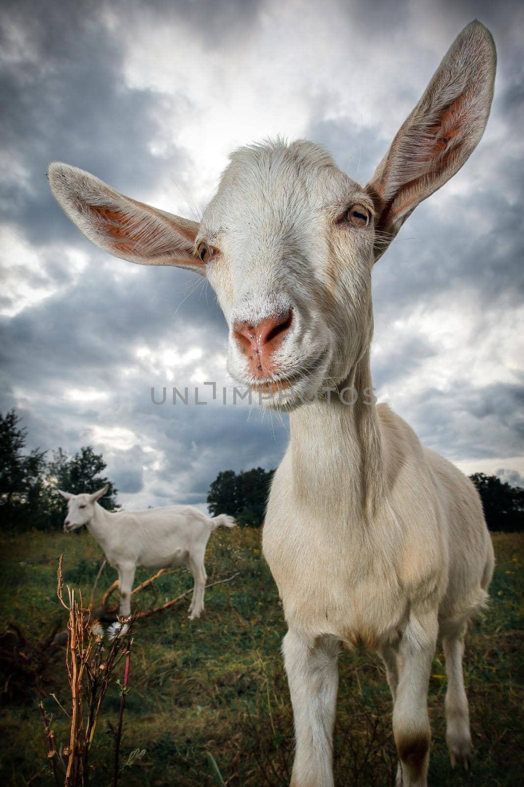 Two white goat walking in the meadow by Lincikas