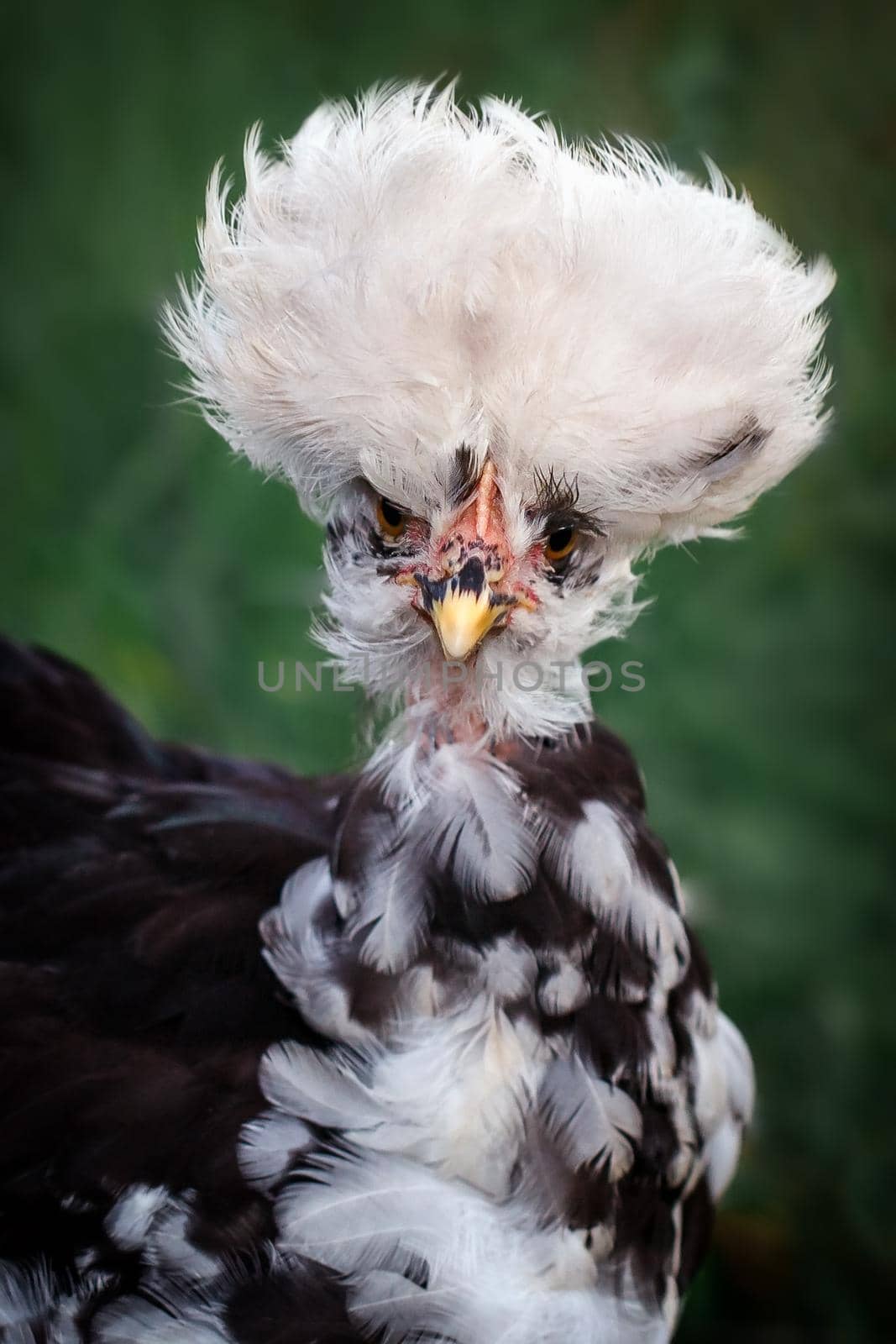 Very tufted chicken portrait in dark green background