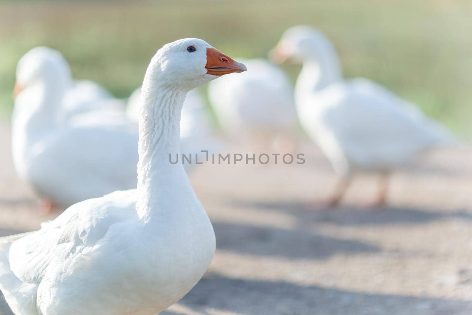 Portrait of a domestic white goose with a soft light in background