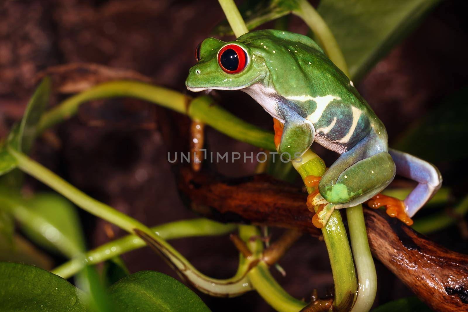 Red eyed tree frog climbs on the plant stem by Lincikas