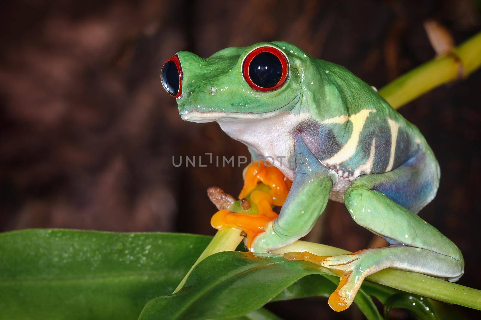 Red eyed tree frog sitting on the pitcher plant stem by Lincikas