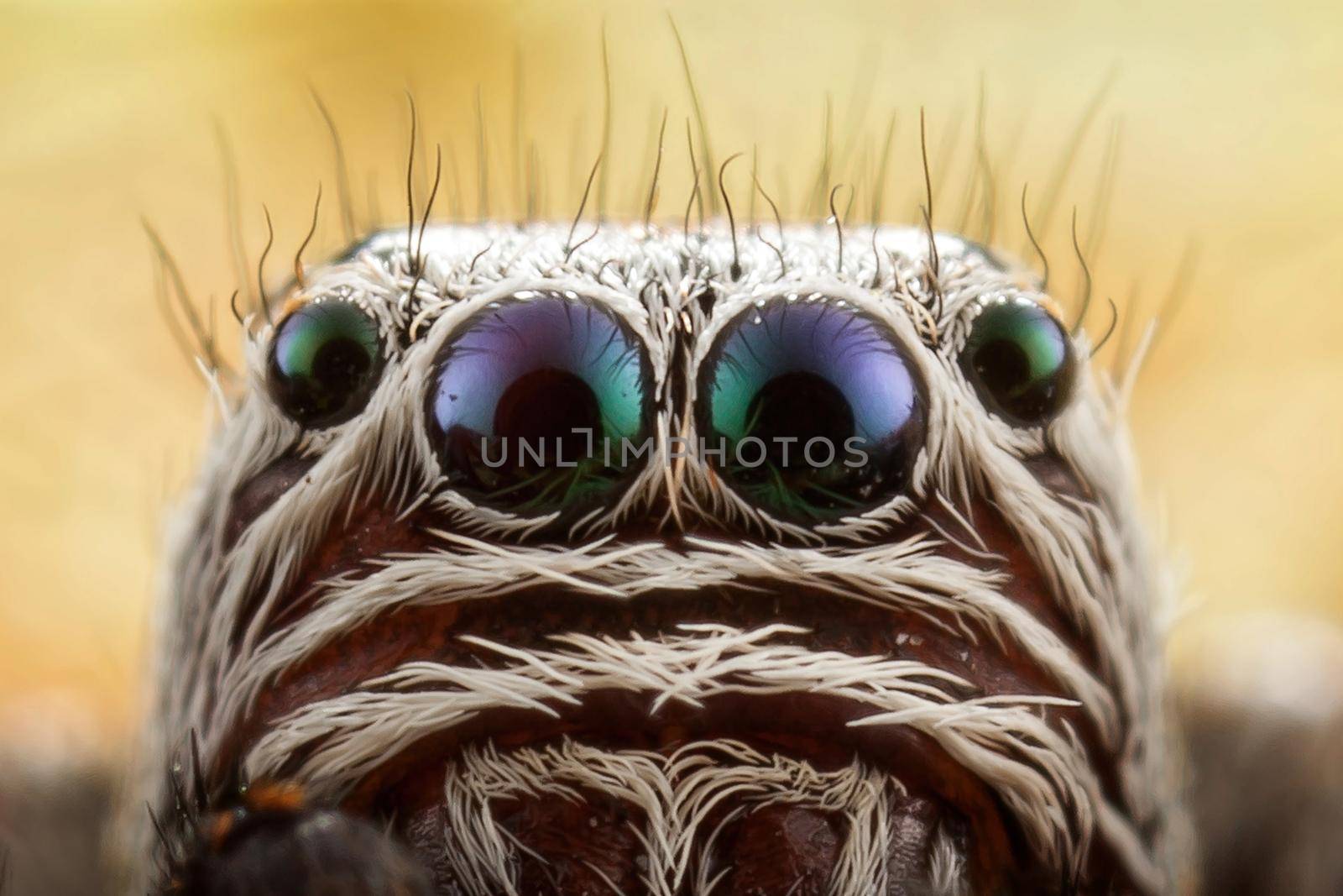 Jumping spider portrait in close with big green eyes and shaggy hair