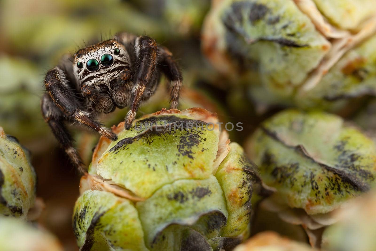 Jumping spider and buds by Lincikas