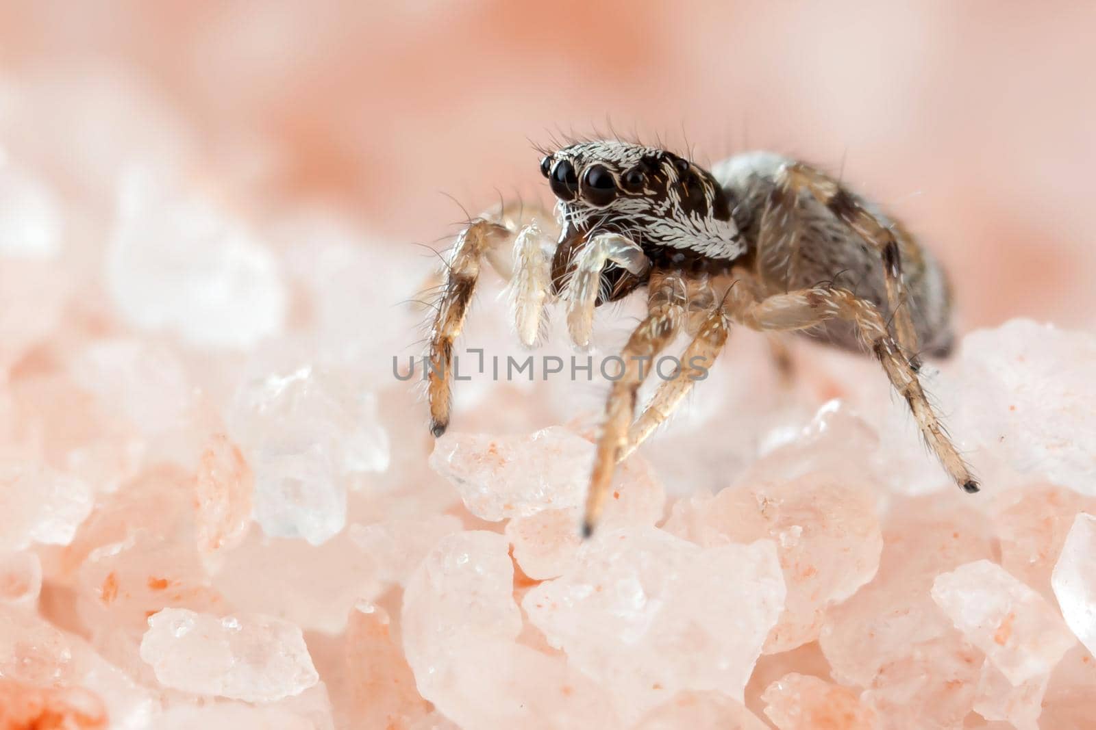 Jumping spider on the pink Himalayan salt crystals