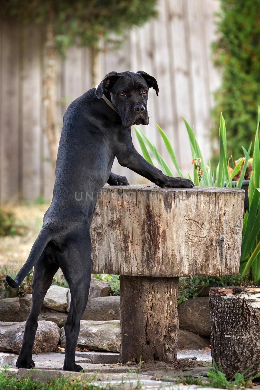 Portrait of cane-corso dog in the yard by Lincikas